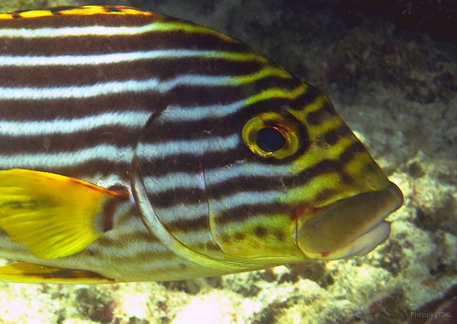IMG_0145rc_Maldives_Madoogali_Diagramme Oriental-Plectorrhinchus orientalis.jpg